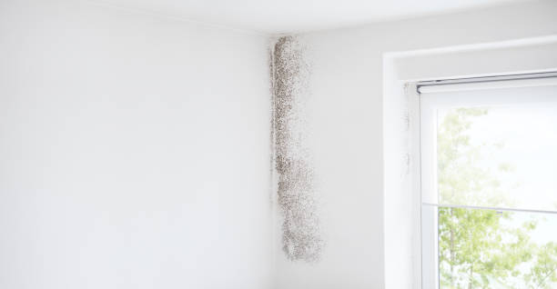 Best Mold-Related Health Consultation  in Pittsburg, CA